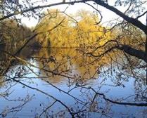 Willow in autumn